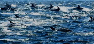 chase jarvis dolphin snapshot_photo jerard