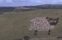 Holy Sheep - LED Artwork of Sheep Herding [Suspect]